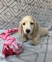 Caroline - Cream Longhair Dachshund, a female Miniature Dachshund for sale in Pauls Valley, OK – 7 of 10