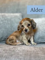 Alder - Cream Brindle Dapple Longhair Dachshund, a male Miniature Dachshund for sale in Pauls Valley, OK – 7 of 10