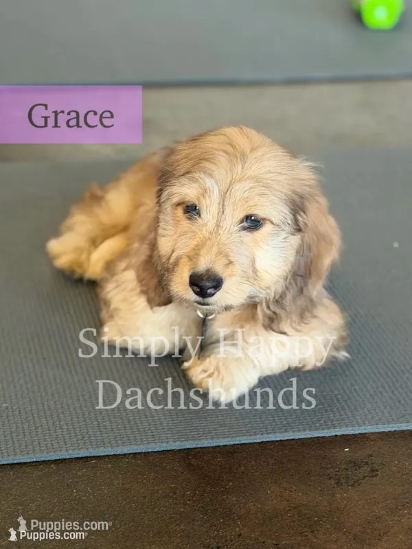 Grace - Cream Brindle Dapple Silky Wirehair Dachshund – Miniature Dachshund puppy for sale in Pauls Valley, OK