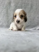 Reed - Cream Dapple Piebald Longhair Dachshund, a male Miniature Dachshund for sale in Pauls Valley, OK – 7 of 10
