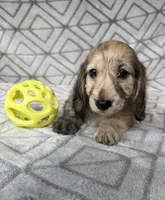 Carrie - Cream Brindle Dapple Silky Wirehair Dachshund, a female Miniature Dachshund for sale in Pauls Valley, OK – 7 of 10