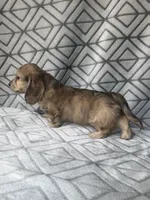 Grace - Cream Brindle Dapple Silky Wirehair Dachshund, a female Miniature Dachshund for sale in Pauls Valley, OK – 4 of 10
