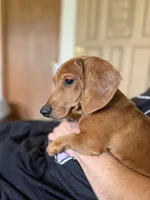 Theo - Red Dapple Smooth Dachshund 6 months, a male Miniature Dachshund for sale in Pauls Valley, OK – 2 of 5