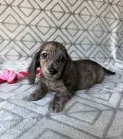 Laura - Cream Brindle Longhair Dachshund , a female Miniature Dachshund for sale in Pauls Valley, OK – 10 of 10