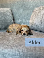 Alder - Cream Brindle Dapple Longhair Dachshund, a male Miniature Dachshund for sale in Pauls Valley, OK – 10 of 10