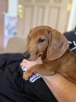 Theo - Red Dapple Smooth Dachshund 6 months, a male Miniature Dachshund for sale in Pauls Valley, OK – 3 of 5