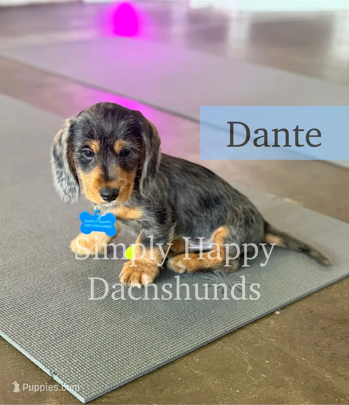 Dante - Black & Tan Dapple Wire Dachshund – Miniature Dachshund puppy for sale in Pauls Valley, OK