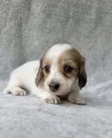 Reed - Cream Dapple Piebald Longhair Dachshund, a male Miniature Dachshund for sale in Pauls Valley, OK – 8 of 10