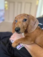 Theo - Red Dapple Smooth Dachshund 6 months, a male Miniature Dachshund for sale in Pauls Valley, OK – 4 of 5