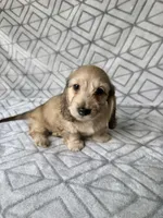 Albert - Cream Silky Wirehair Dachshund, a male Miniature Dachshund for sale in Pauls Valley, OK – 10 of 10