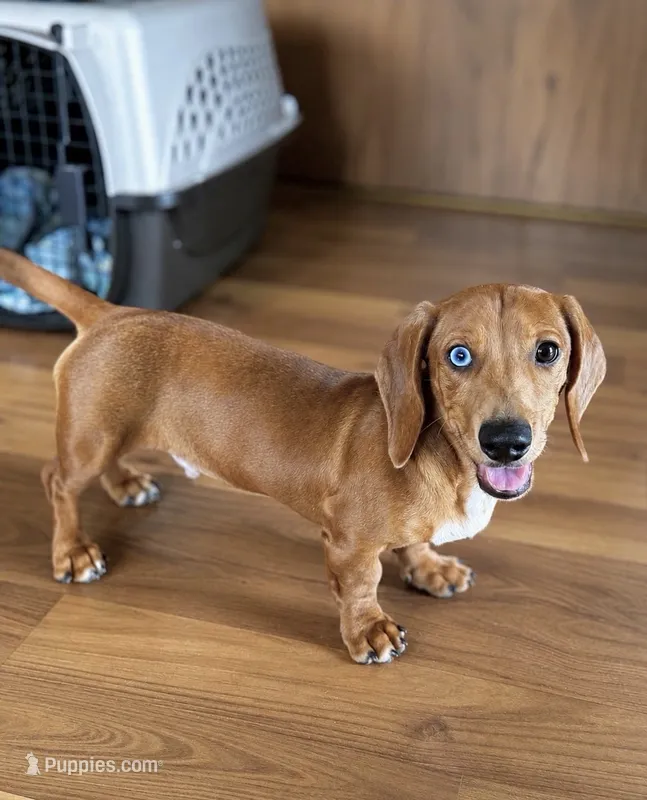 Theo - Red Dapple Smooth Dachshund 6 months – Miniature Dachshund puppy for sale in Pauls Valley, OK