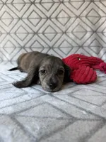 Laura - Cream Brindle Longhair Dachshund , a female Miniature Dachshund for sale in Pauls Valley, OK – 3 of 10