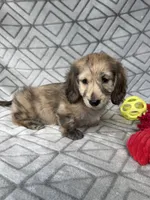 Carrie - Cream Brindle Dapple Silky Wirehair Dachshund, a female Miniature Dachshund for sale in Pauls Valley, OK – 6 of 10