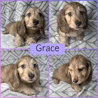 Grace - Cream Brindle Dapple Silky Wirehair Dachshund, a female Miniature Dachshund for sale in Pauls Valley, OK – 2 of 10