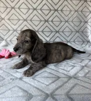 Laura - Cream Brindle Longhair Dachshund , a female Miniature Dachshund for sale in Pauls Valley, OK – 8 of 10