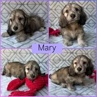 Mary - Cream Brindle Dapple Silky Wirehair Dachshund, a female Miniature Dachshund for sale in Pauls Valley, OK – 2 of 10
