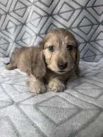 Grace - Cream Brindle Dapple Silky Wirehair Dachshund, a female Miniature Dachshund for sale in Pauls Valley, OK – 8 of 10