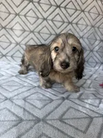 Mary - Cream Brindle Dapple Silky Wirehair Dachshund, a female Miniature Dachshund for sale in Pauls Valley, OK – 6 of 10