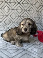 Mary - Cream Brindle Dapple Silky Wirehair Dachshund, a female Miniature Dachshund for sale in Pauls Valley, OK – 4 of 10