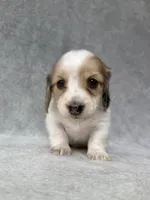 Reed - Cream Dapple Piebald Longhair Dachshund, a male Miniature Dachshund for sale in Pauls Valley, OK – 6 of 10