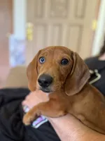 Theo - Red Dapple Smooth Dachshund 6 months, a male Miniature Dachshund for sale in Pauls Valley, OK – 5 of 5
