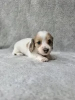 Reed - Cream Dapple Piebald Longhair Dachshund, a male Miniature Dachshund for sale in Pauls Valley, OK – 9 of 10