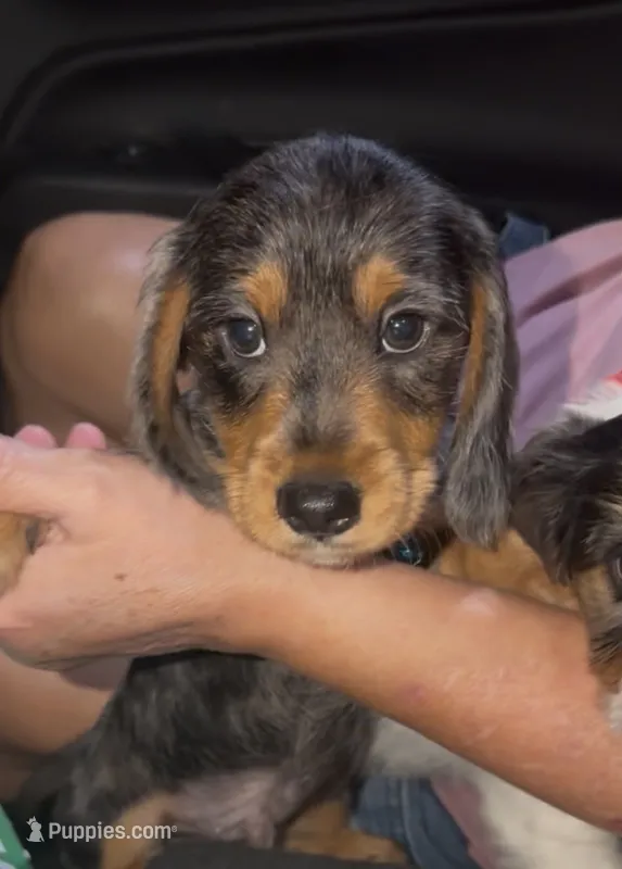 Black and Tan Dapple Wire Dachshund – Miniature Dachshund puppy for sale in Pauls Valley, OK