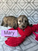 Mary - Cream Brindle Dapple Silky Wirehair Dachshund, a female Miniature Dachshund for sale in Pauls Valley, OK – 1 of 10