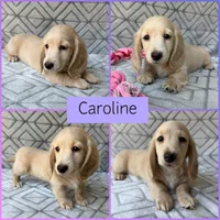 Caroline - Cream Longhair Dachshund, a female Miniature Dachshund for sale in Pauls Valley, OK – 2 of 10