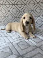 Caroline - Cream Longhair Dachshund, a female Miniature Dachshund for sale in Pauls Valley, OK – 4 of 10