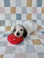 Aspen - Cream Piebald Longhair Dachshund, a male Miniature Dachshund for sale in Pauls Valley, OK – 7 of 10