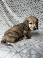 Carrie - Cream Brindle Dapple Silky Wirehair Dachshund, a female Miniature Dachshund for sale in Pauls Valley, OK – 4 of 10
