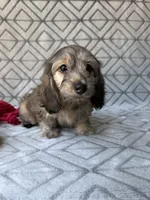 Mary - Cream Brindle Dapple Silky Wirehair Dachshund, a female Miniature Dachshund for sale in Pauls Valley, OK – 5 of 10