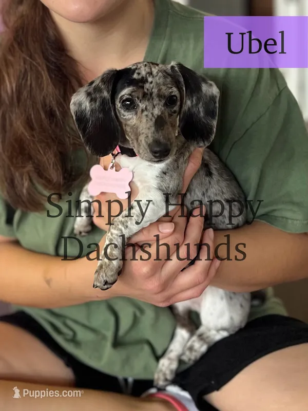 Ubel - AKC Black Dapple Piebald Smooth Miniature Dachshund – Miniature Dachshund puppy for sale in Pauls Valley, OK