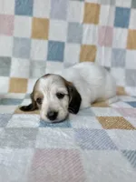 Aspen - Cream Piebald Longhair Dachshund, a male Miniature Dachshund for sale in Pauls Valley, OK – 8 of 10