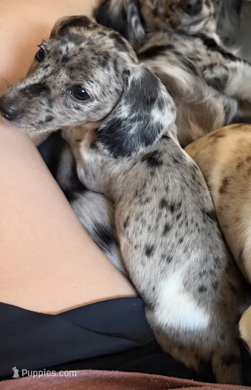 Ubel - Full AKC Black Dapple Piebald Smooth Miniature Dachshund – Miniature Dachshund puppy for sale in Pauls Valley, OK