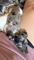 Ubel - Full AKC Black Dapple Piebald Smooth Miniature Dachshund, a female Miniature Dachshund for sale in Pauls Valley, OK – 2 of 2