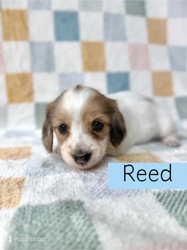 Reed - Cream Dapple Piebald Longhair Dachshund – Miniature Dachshund puppy for sale in Pauls Valley, OK