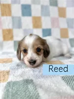 Reed - Cream Dapple Piebald Longhair Dachshund, a male Miniature Dachshund for sale in Pauls Valley, OK – 1 of 10