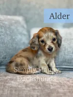 Alder - Cream Brindle Dapple Longhair Dachshund, a male Miniature Dachshund for sale in Pauls Valley, OK – 3 of 10