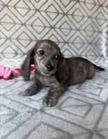 Laura - Cream Brindle Longhair Dachshund , a female Miniature Dachshund for sale in Pauls Valley, OK – 5 of 10