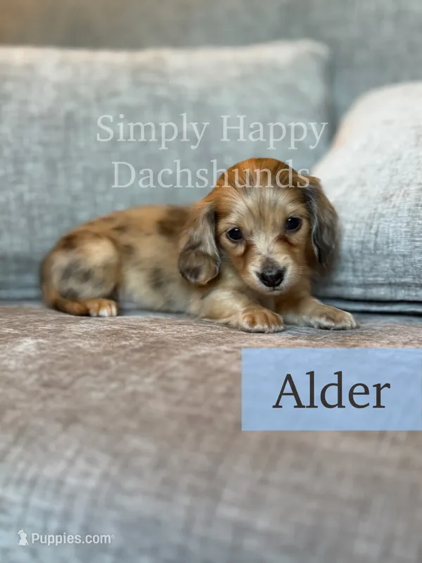 Alder - Cream Brindle Dapple Longhair Dachshund – Miniature Dachshund puppy for sale in Pauls Valley, OK