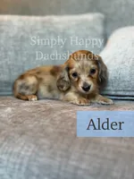 Alder - Cream Brindle Dapple Longhair Dachshund, a male Miniature Dachshund for sale in Pauls Valley, OK – 1 of 10