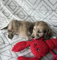 Carrie - Cream Brindle Dapple Silky Wirehair Dachshund, a female Miniature Dachshund for sale in Pauls Valley, OK – 9 of 10