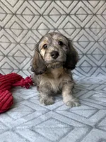 Mary - Cream Brindle Dapple Silky Wirehair Dachshund, a female Miniature Dachshund for sale in Pauls Valley, OK – 3 of 10