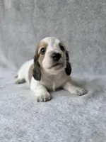 Aspen - Cream Piebald Longhair Dachshund, a male Miniature Dachshund for sale in Pauls Valley, OK – 2 of 10
