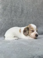 Reed - Cream Dapple Piebald Longhair Dachshund, a male Miniature Dachshund for sale in Pauls Valley, OK – 10 of 10
