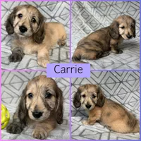 Carrie - Cream Brindle Dapple Silky Wirehair Dachshund, a female Miniature Dachshund for sale in Pauls Valley, OK – 2 of 10