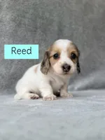 Reed - Cream Dapple Piebald Longhair Dachshund, a male Miniature Dachshund for sale in Pauls Valley, OK – 4 of 10