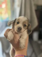 Reed - Cream Dapple Piebald Longhair Dachshund, a male Miniature Dachshund for sale in Pauls Valley, OK – 3 of 10